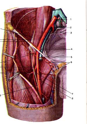  
  Рис. 305. Наружная подвздошная артерия (arteria iliaca external, бедренная артерия 
  (arteria temoralis) и их ветви. Вид спереди. 1-общая подвздошная артерия; 2-внутренняя 
  подвздошная артерия; 3-наружная подвздошная артерия; 4-нижняя надчревная артерия; 
  5-бедренная вена; 6-наружные половые артерии; 7-меди-альндя артерия, огибающая 
  бедренную кость; 8-бедренная артерия; 9-подкожный нерв; 10-латеральная артерия, 
  огибающая бедренную кость; 11-глубокая артерия бедра; 12-поверхностная артерия, 
  огибающая подвздошную кость; 13-паховая связка; 14-глубокая артерия, огибающая 
  подвздошную кость; 15-бедрен-II i,i и нерв.
  Fig. 305. Наружная подвздошная и бедренная артерия и их
  ветви. Вид спереди.
  1-а. iliaca communis; 2-a. iliaca interna; 3-a. iliaca externa; 4-a. epi-gastrica 
  inferior; 5-v. temoralis; 6-aa. pudentae externae; 7-a. circum-tlexa femoris 
  medialis; 8-a. femoralis; 9-n. saphenus; 10-a. circumflexa femoris collateralis; 
  11-a. femoris profunda; 12-a. circumflexa iliaca superfkialis; 13-lig. inguinale; 
  14-a. circumflexa iliaca profunda; 15-n. femoralis.
  Fig. 305. External iliac artery, femoral artery and their branches.
  Ante nor aspect.
  1-common iliac artery; 2-internal iliac artery; 3-external iliac artery; 4-inferior 
  epigastric artery; 5-femoral artery; 6-external pudendal artery; 7-medial circumflex 
  femoral artery; 8-femoral artery; 9-saphenous nerve; 10-radial circumflex femoral 
  artery; ll-deep artery of thigh; 12-superticial circumflex iliac artery; 13-inguinal 
  ligament; 14-deep circumflex iliac artery; 15-femoral nerve.